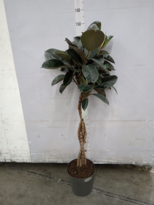 <h4>Ficus elastica 'Burgundy'</h4>