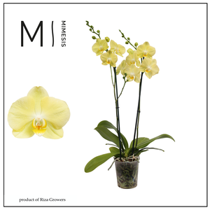 Phalaenopsis Mirage 2 spike – 12cm | Mimesis