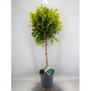 Ficus ...