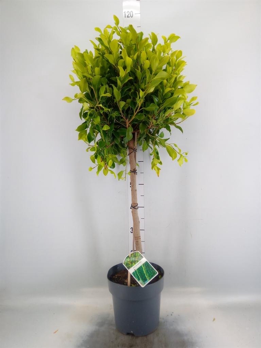 <h4>Ficus ...</h4>