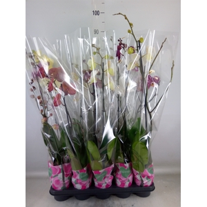 Phalaenopsis   ...mix  5