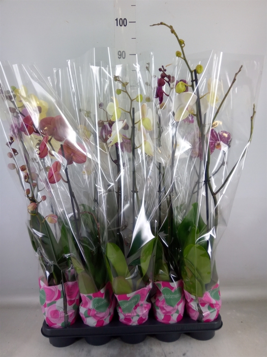 <h4>Phalaenopsis   ...mix  5</h4>
