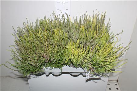 <h4>Callu Wibos Trio</h4>