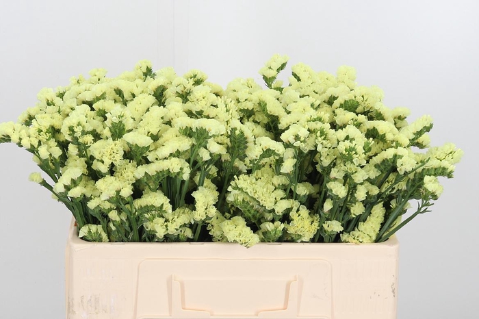 <h4>Lim S Glossy Wings</h4>