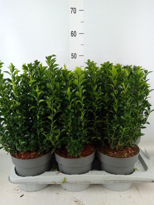 <h4>Euonymus japon. 'Green Spire'</h4>