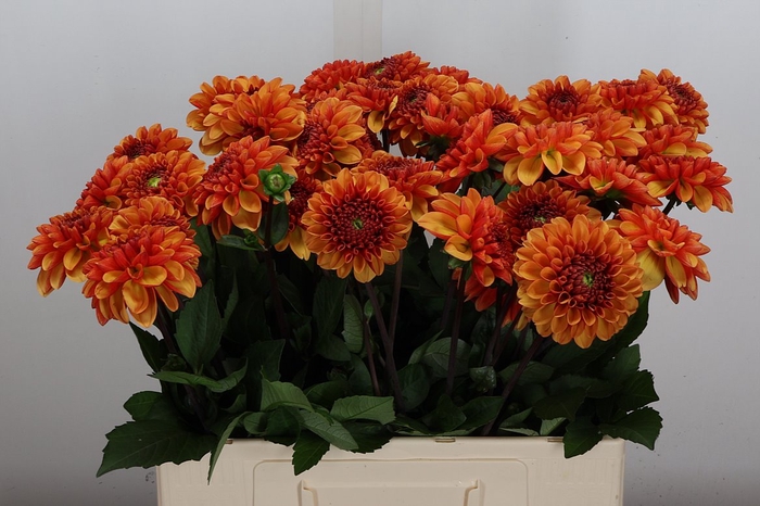 <h4>Dahl American Sunset</h4>