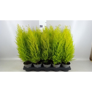 Cupressus macro. 'Goldcrest Wilma'