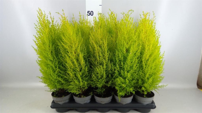 <h4>Cupressus macro. 'Goldcrest Wilma'</h4>