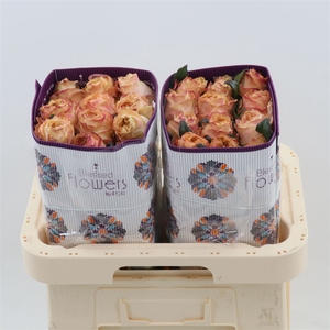 Rosa gr Princess Crown