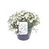 Arenaria montana