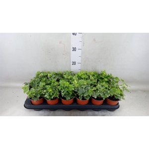 Hedera helix 'Harlekijn'