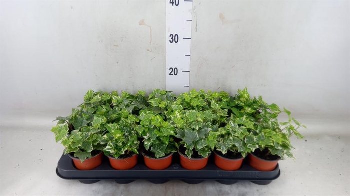 <h4>Hedera helix 'Harlekijn'</h4>