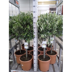 Olea europaea