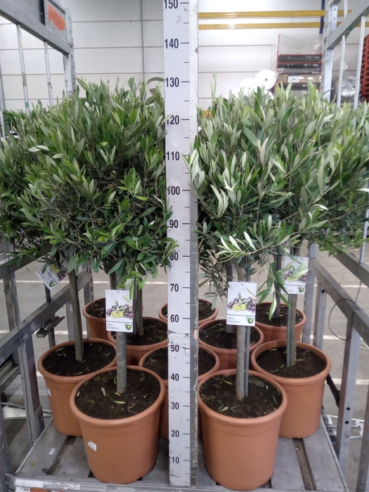 <h4>Olea europaea</h4>