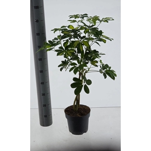 SCHEF AR GOLD CAPELL