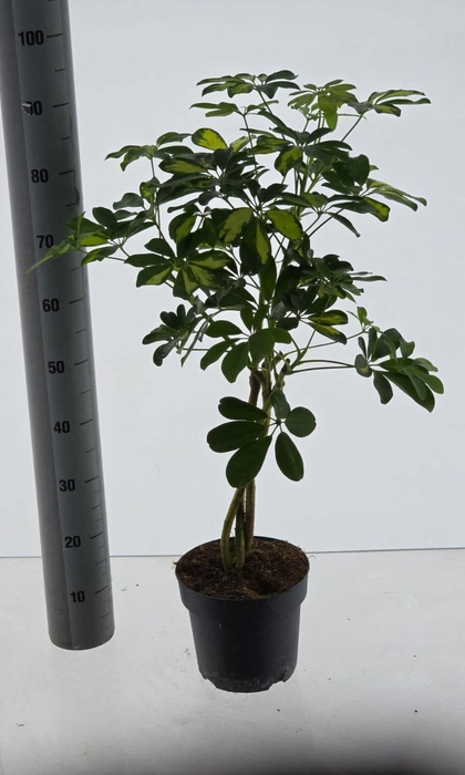 <h4>SCHEF AR GOLD CAPELL</h4>