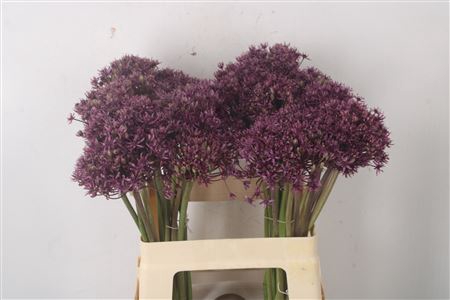 <h4>Allium Cherry</h4>