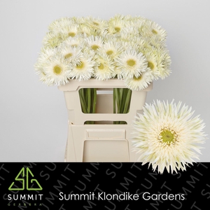 Gerbera MIS 'Petit Cyclone'