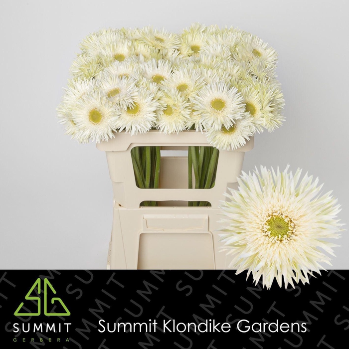 <h4>GERBERA MIS 'PETIT CYCLONE'</h4>