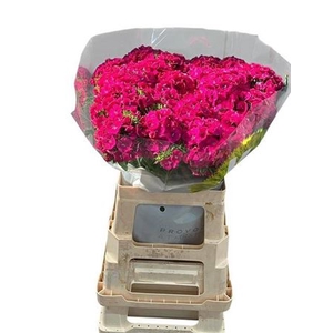 Di Barb Fuchsia 60 Exclusive