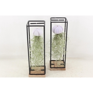 arr3 CP - Ijzer frame hang schelp