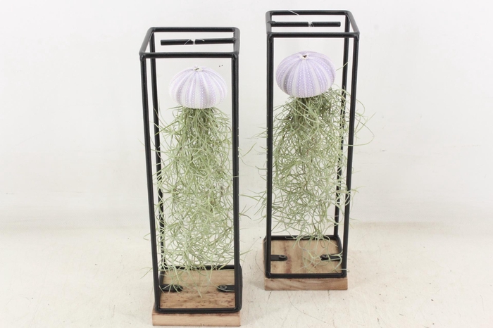 <h4>arr3 CP - Ijzer frame hang schelp</h4>