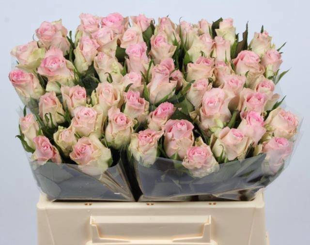 <h4>R GR BISOU@</h4>