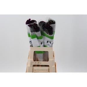 Scab Merlot Bon Bon Sc Fu
