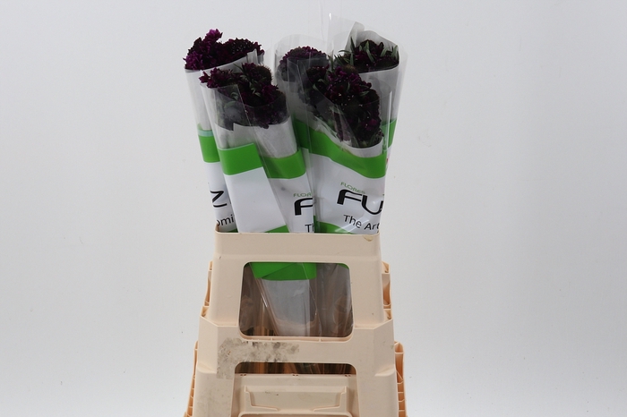 <h4>Scab Merlot Bon Bon Sc Fu</h4>