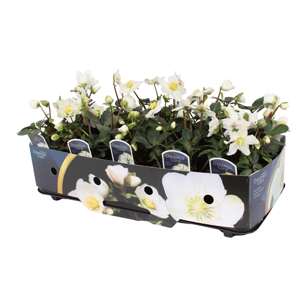 <h4>Helleborus n. Christmas Carol 12cm (S) met kraag</h4>