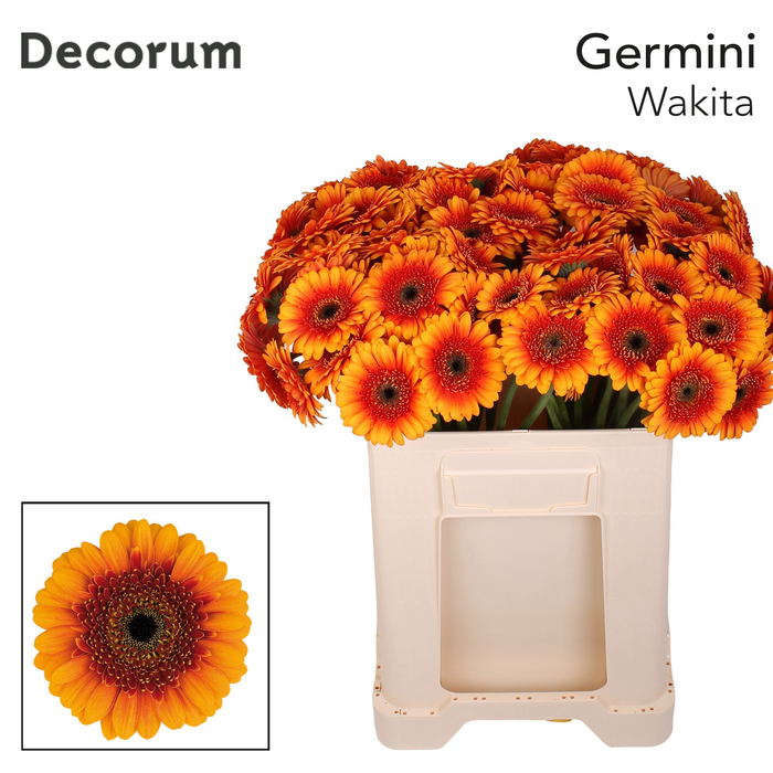 <h4>Germini Wakita Water/Hoes x80</h4>