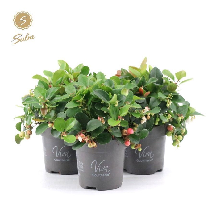 <h4>Viva Gaultheria pr. 'Big Berry'® P10</h4>
