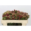 Kaaps Groen Brunia Fragarioides (Clusterstar)