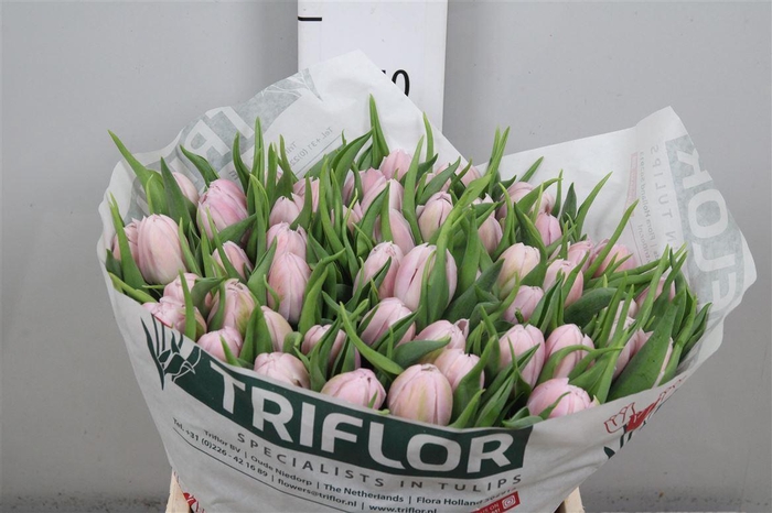 <h4>Tu Du Fair Price</h4>