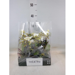 Phalaenopsis multi.   ...white