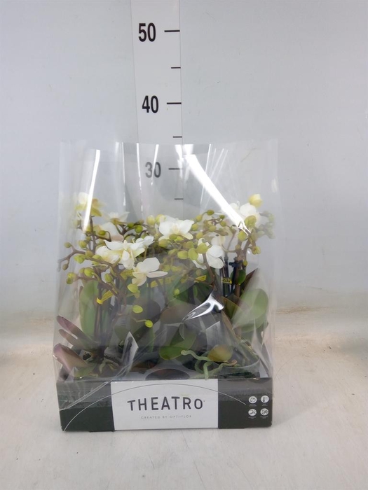 <h4>Phalaenopsis multi. ...white</h4>