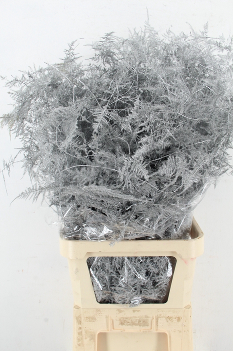 <h4>Asp IT L.Getopt Zilver</h4>