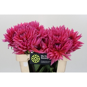 Dahlia Barbie