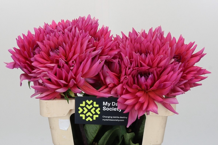 <h4>Dahlia Barbie</h4>