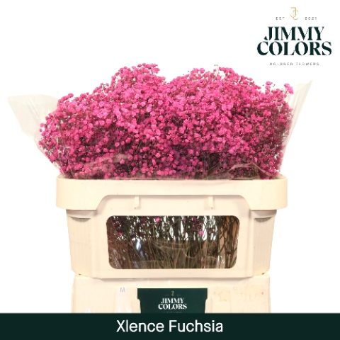 <h4>Gyps Xlence l70 Fuchsia</h4>