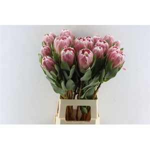 PROTEA PENNY PINK