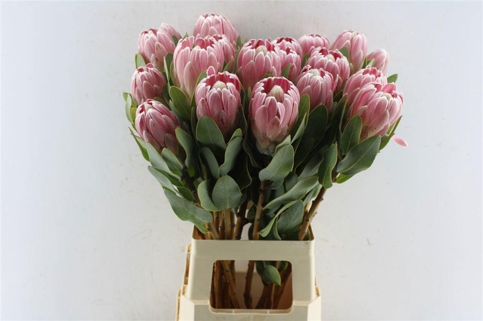 <h4>PROTEA PENNY PINK</h4>