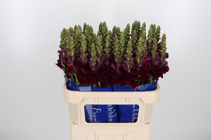 <h4>Antir Antibes Red</h4>