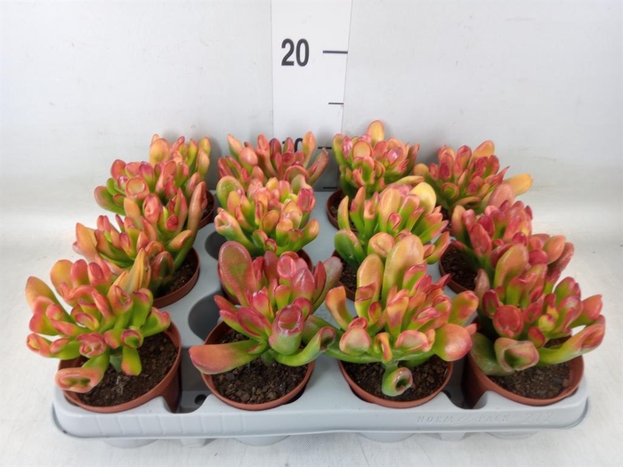 <h4>Crassula ovata 'Horn Tree'</h4>