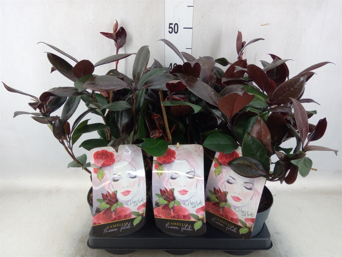 <h4>Camellia japonica</h4>