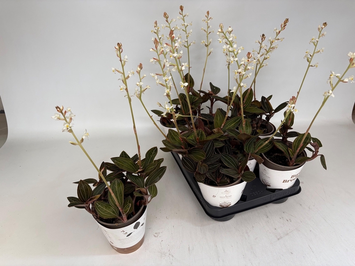 <h4>LUD DISCOLOR</h4>