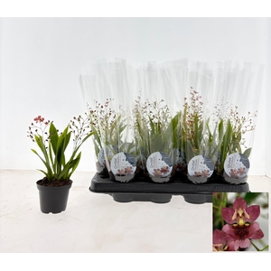 ONCIDIUM RED FANTASY