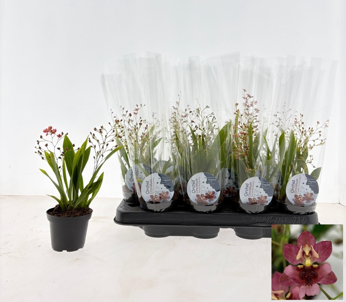 ONCIDIUM RED FANTASY