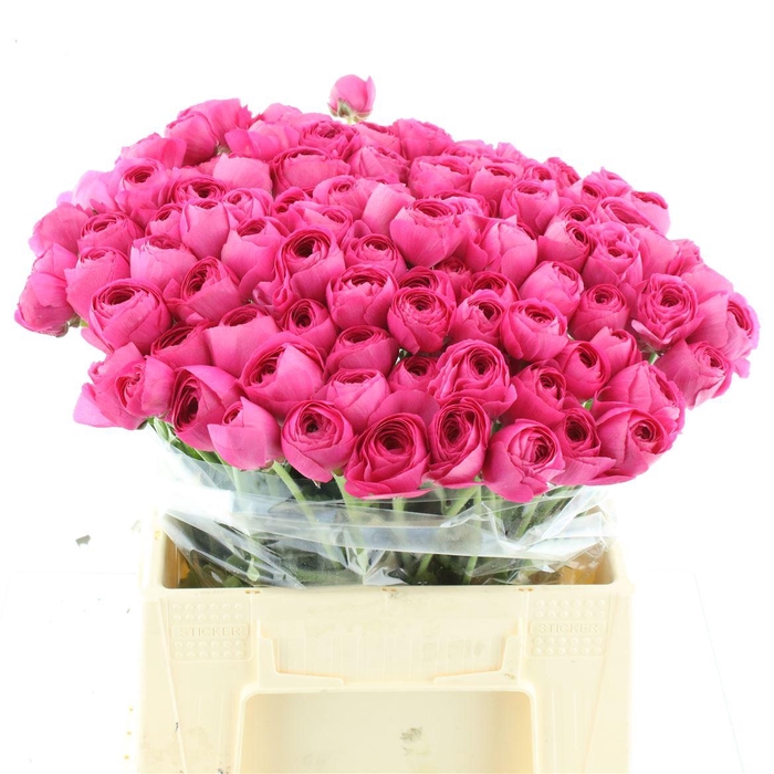 <h4>Ran El Hot Pink</h4>