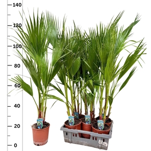 WASHINGTONIA FILIFER